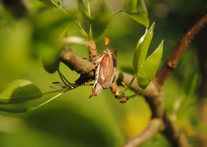 Landhaus Kuntz Lieser